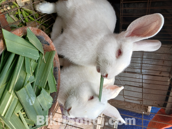 সাদা খরগোশ